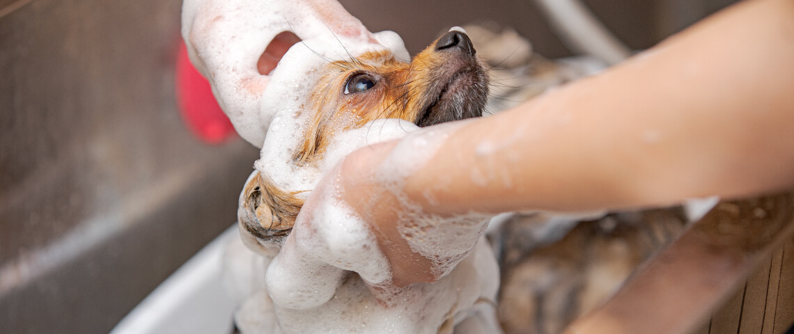 土浦市木田余のトリミングサロン「prima dog by giorich」