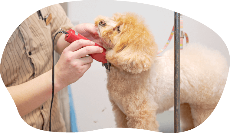 土浦市木田余のトリミングサロン「prima dog by giorich」