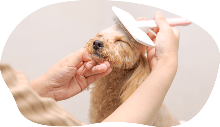 土浦市木田余のトリミングサロン「prima dog by giorich」