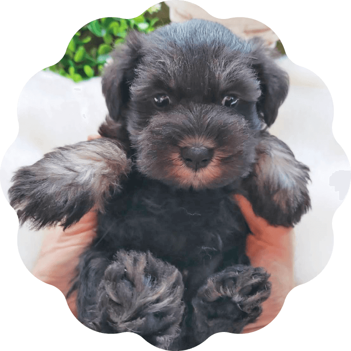 土浦市木田余のトリミングサロン「prima dog by giorich」