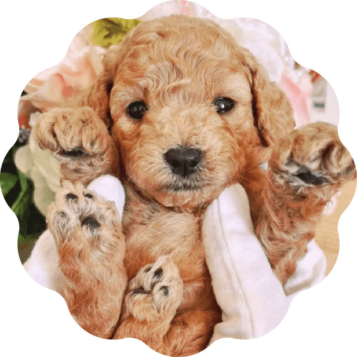 土浦市木田余のトリミングサロン「prima dog by giorich」