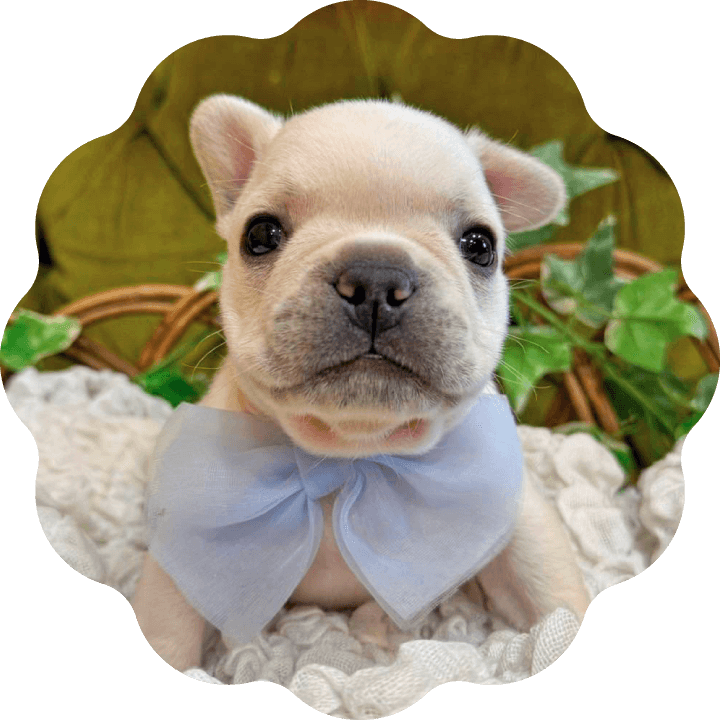 土浦市木田余のトリミングサロン「prima dog by giorich」