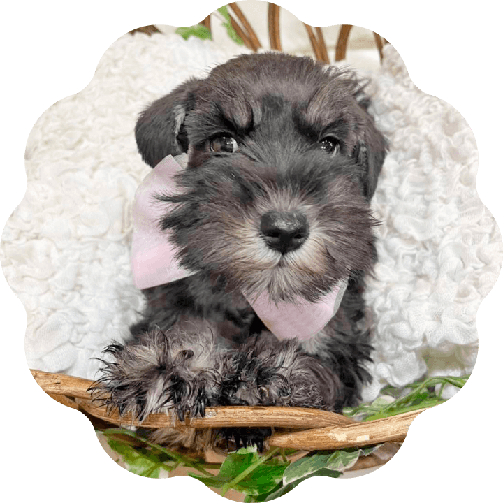 土浦市木田余のトリミングサロン「prima dog by giorich」