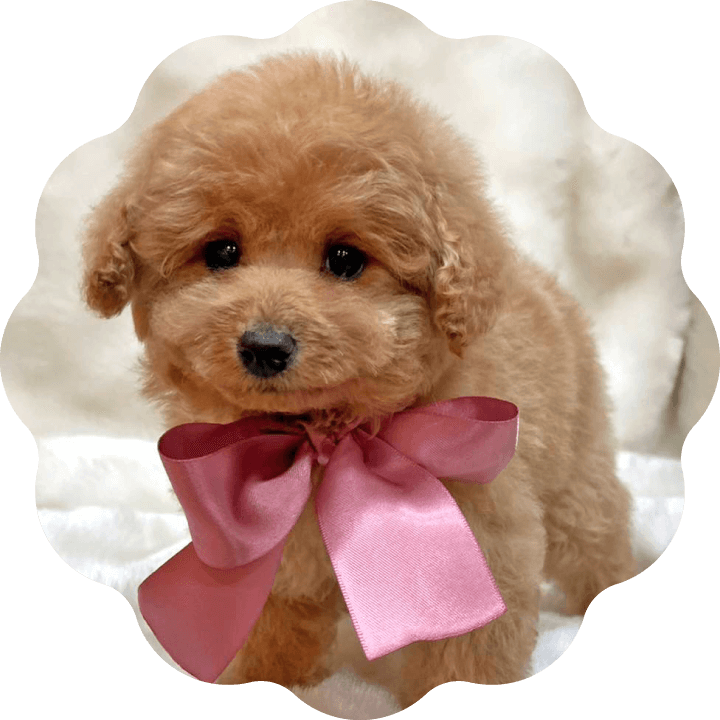 土浦市木田余のトリミングサロン「prima dog by giorich」