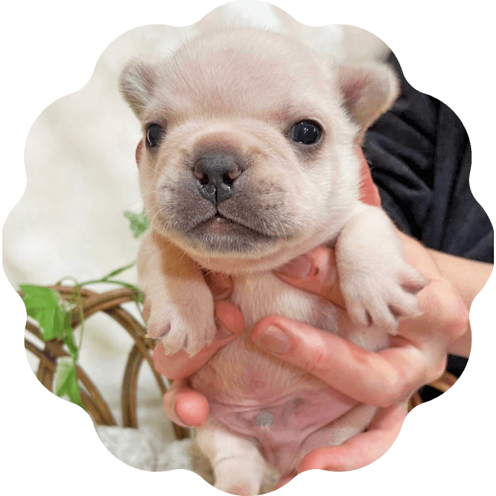 土浦市木田余のトリミングサロン「prima dog by giorich」