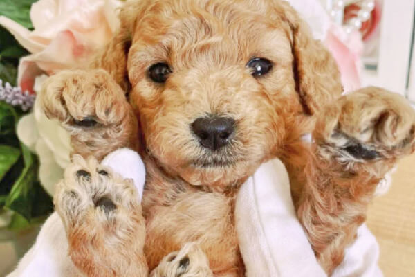 土浦市木田余のトリミングサロン「prima dog by giorich」