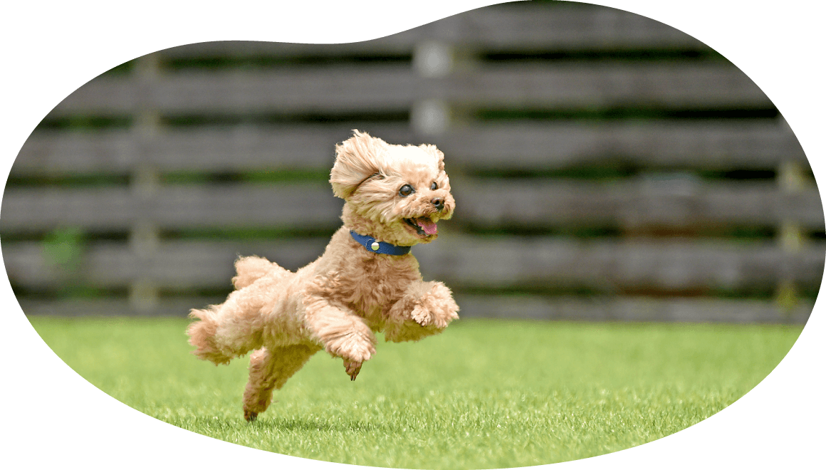 土浦市木田余のトリミングサロン「prima dog by giorich」