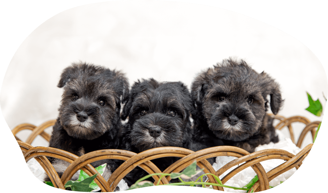 土浦市木田余のトリミングサロン「prima dog by giorich」