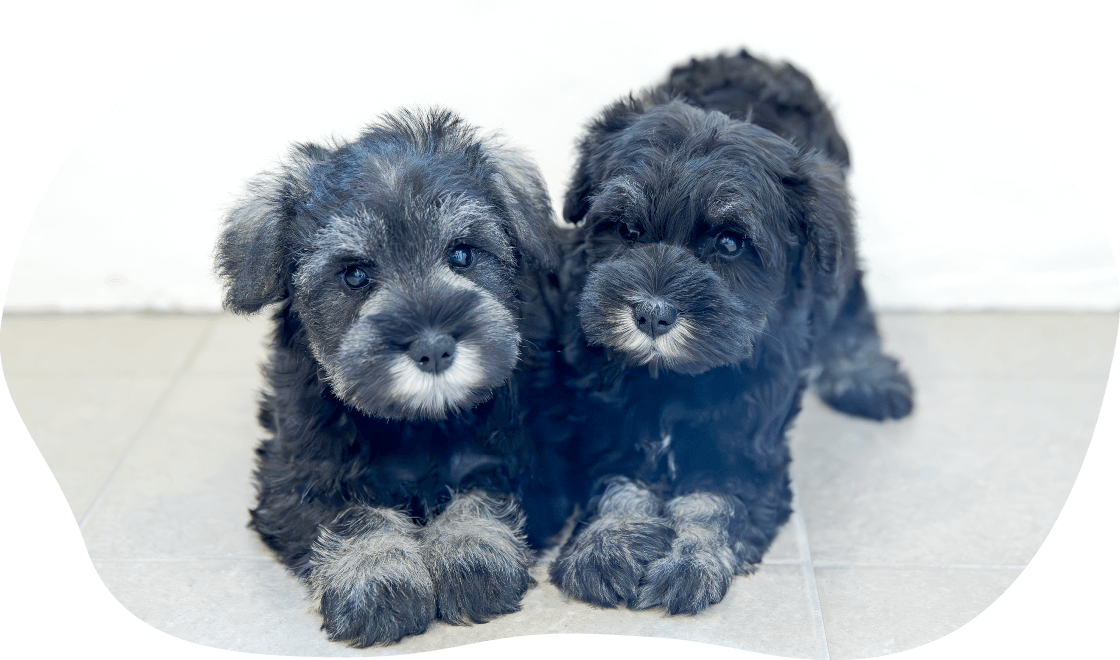 土浦市木田余のトリミングサロン「prima dog by giorich」