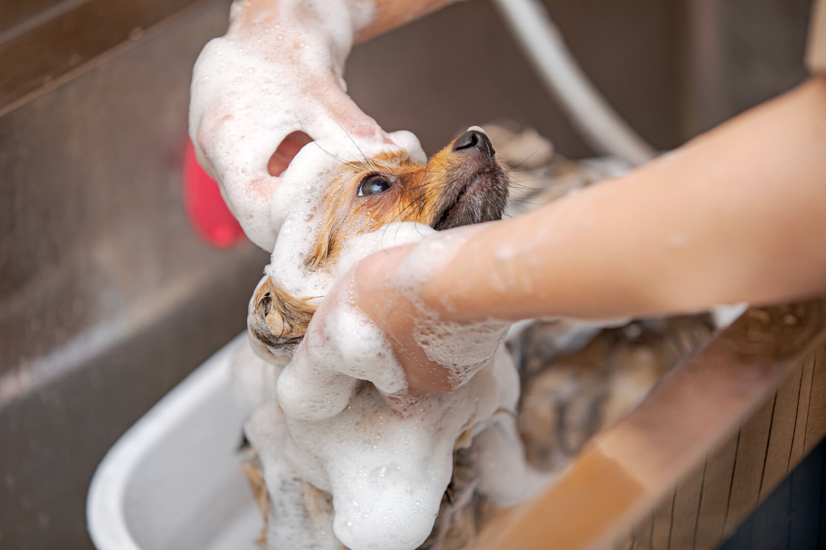 土浦市木田余のトリミングサロン「prima dog by giorich」