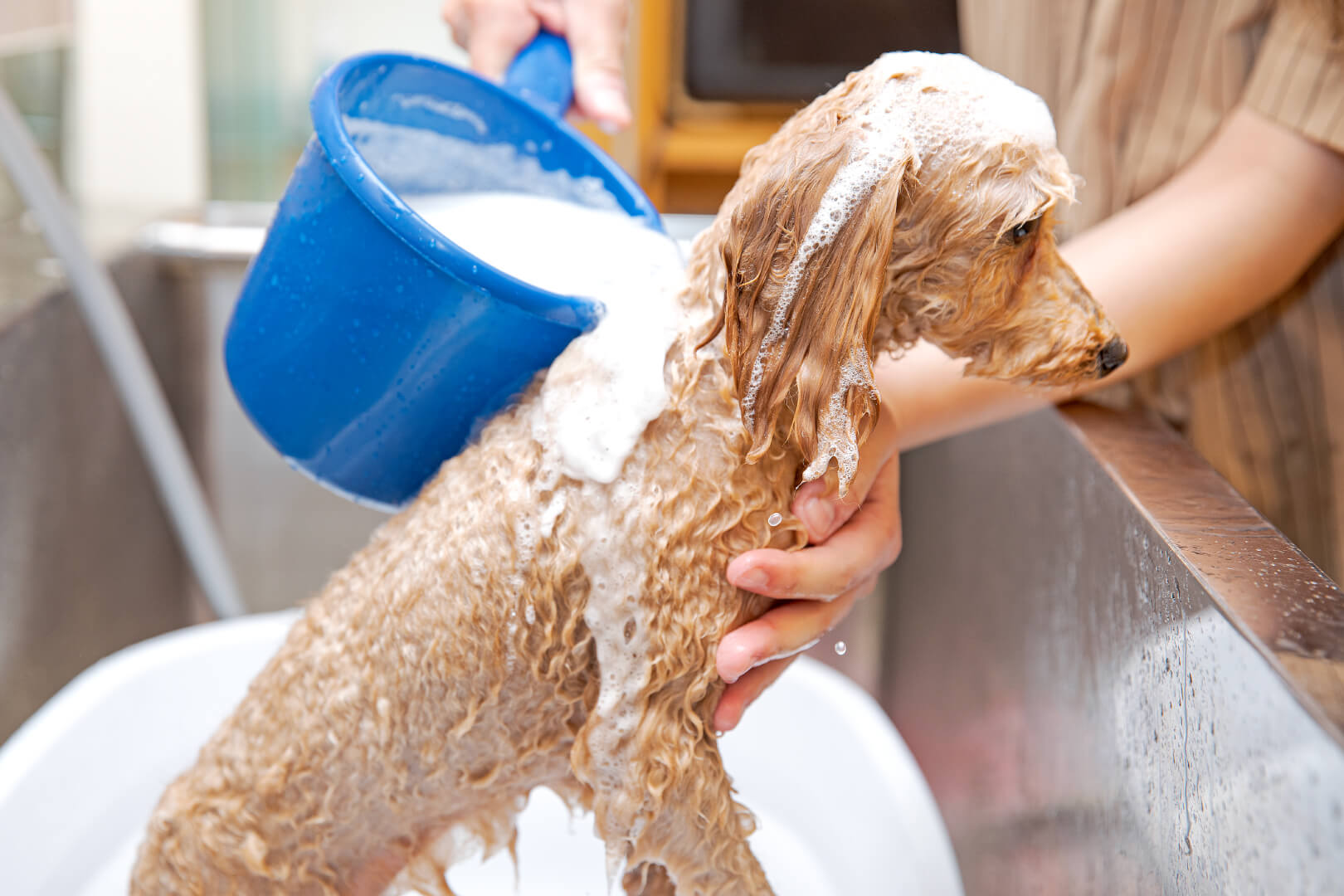 土浦市木田余のトリミングサロン「prima dog by giorich」