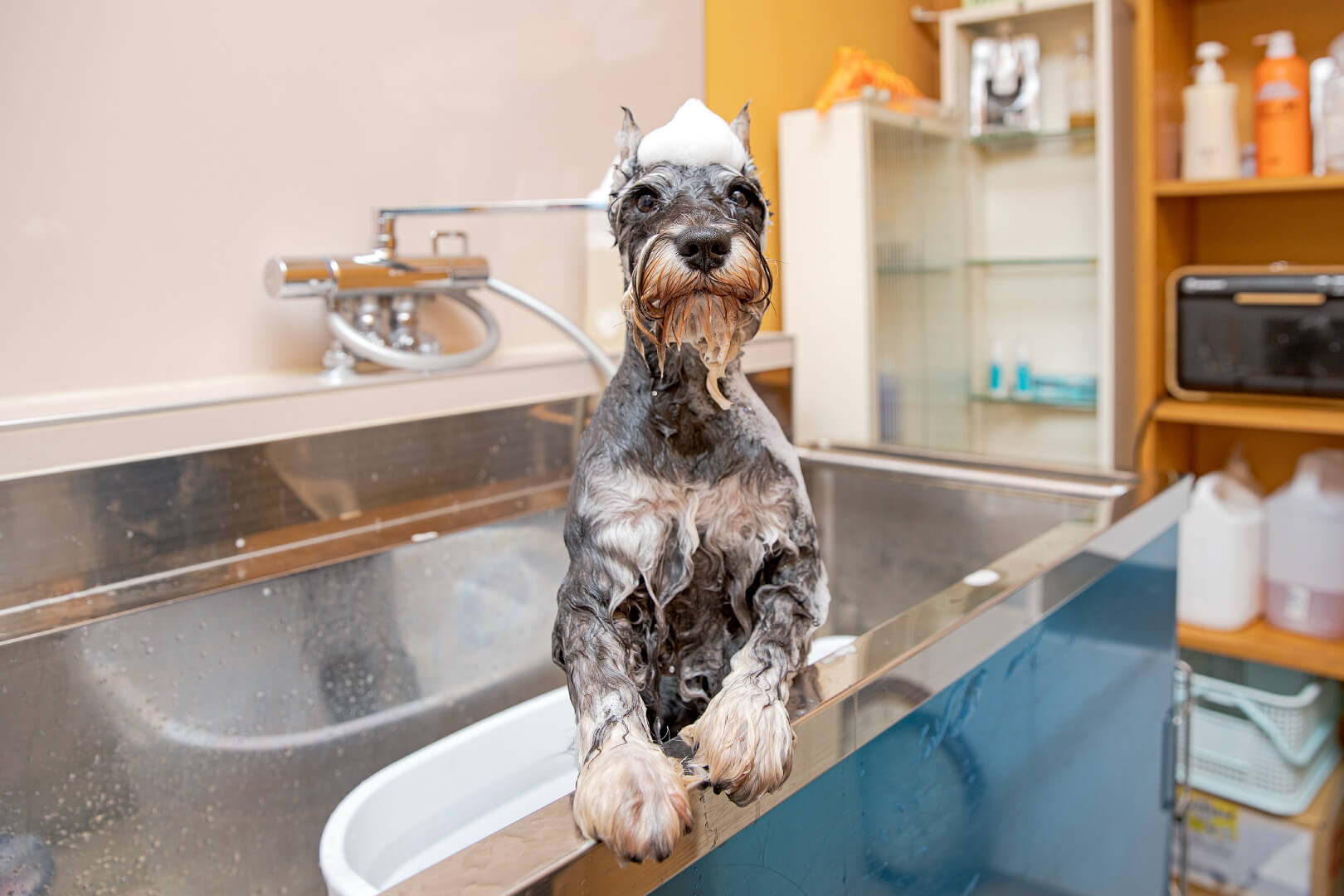 土浦市木田余のトリミングサロン「prima dog by giorich」