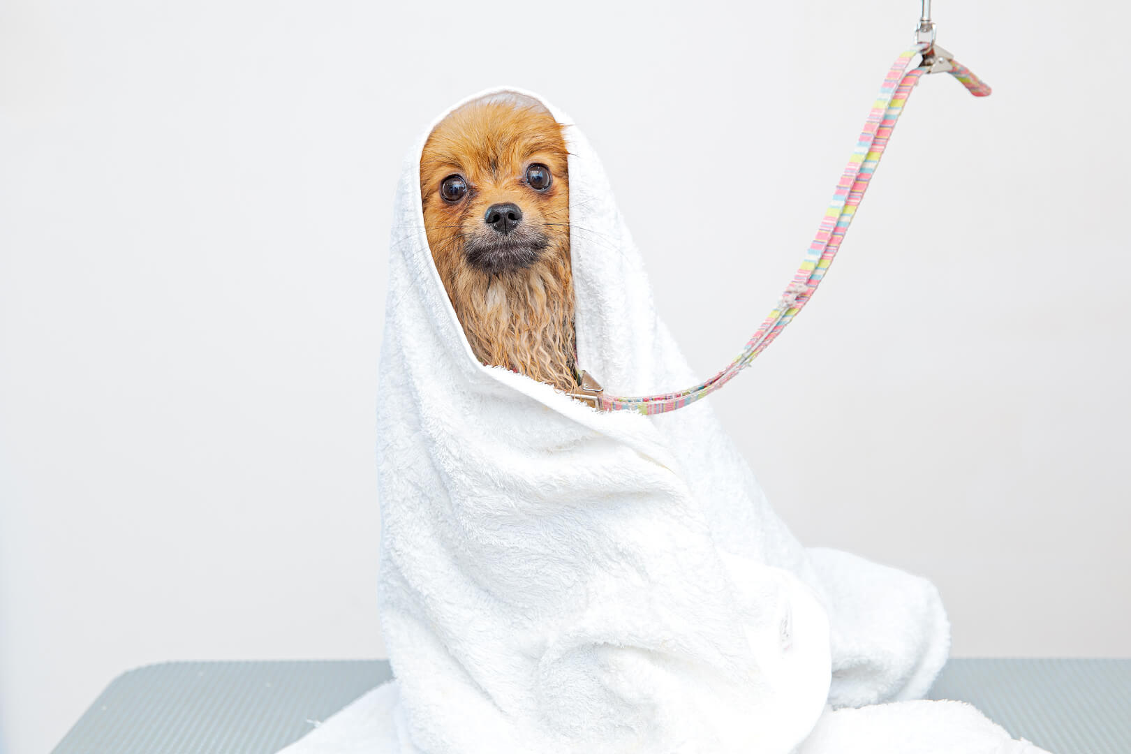 土浦市木田余のトリミングサロン「prima dog by giorich」