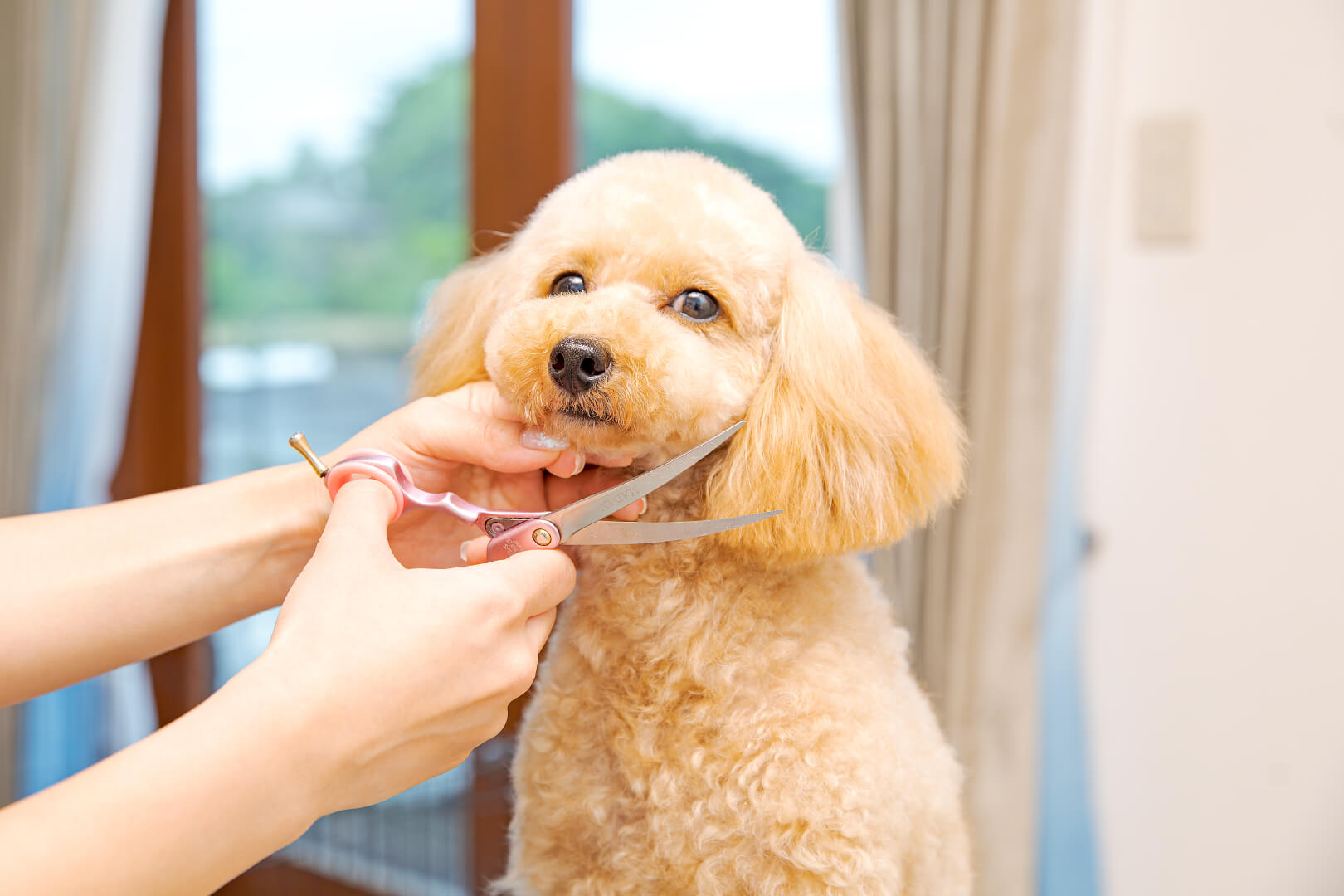 土浦市木田余のトリミングサロン「prima dog by giorich」