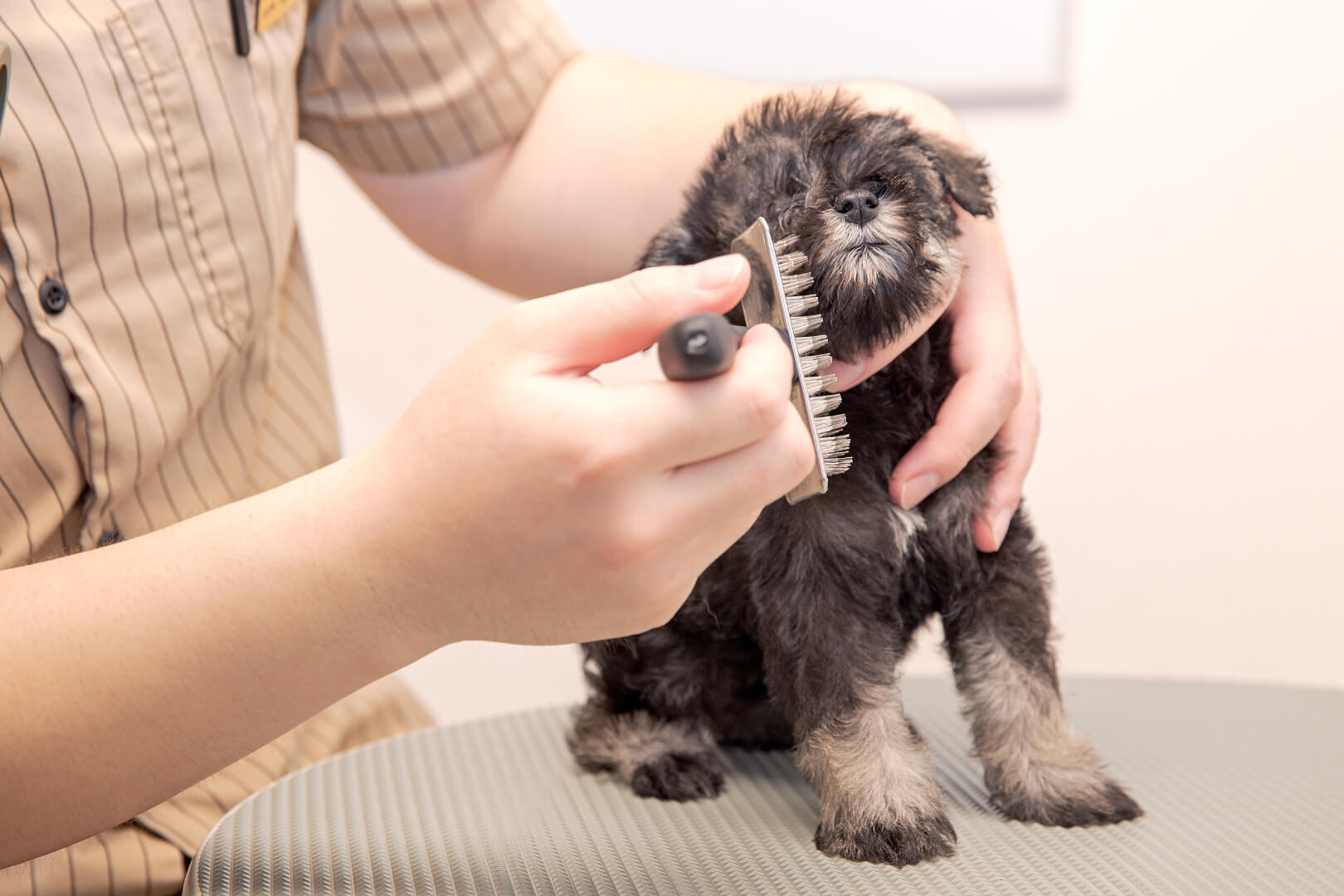 土浦市木田余のトリミングサロン「prima dog by giorich」