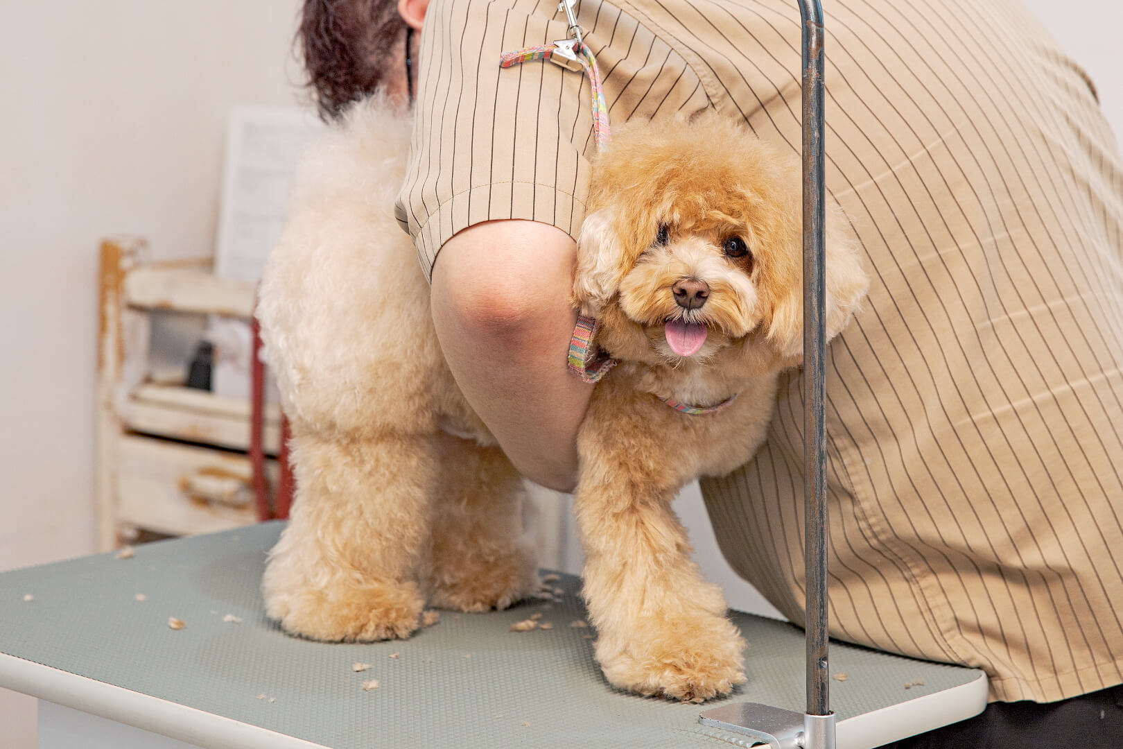 土浦市木田余のトリミングサロン「prima dog by giorich」