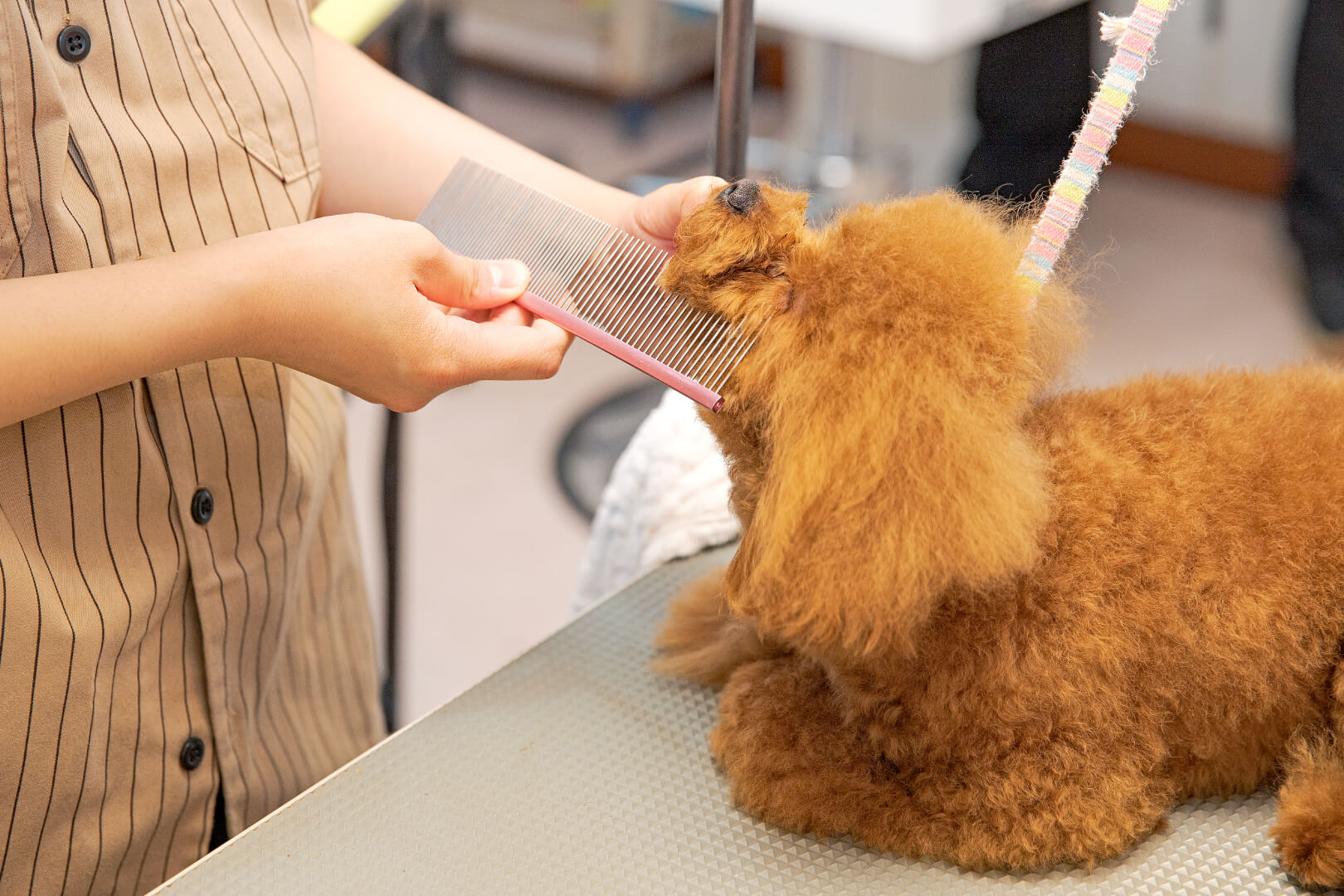 土浦市木田余のトリミングサロン「prima dog by giorich」