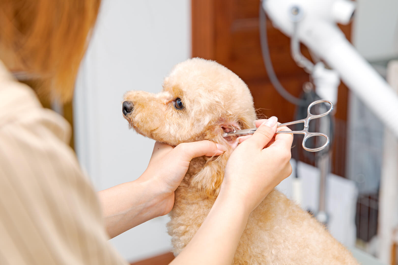 土浦市木田余のトリミングサロン「prima dog by giorich」