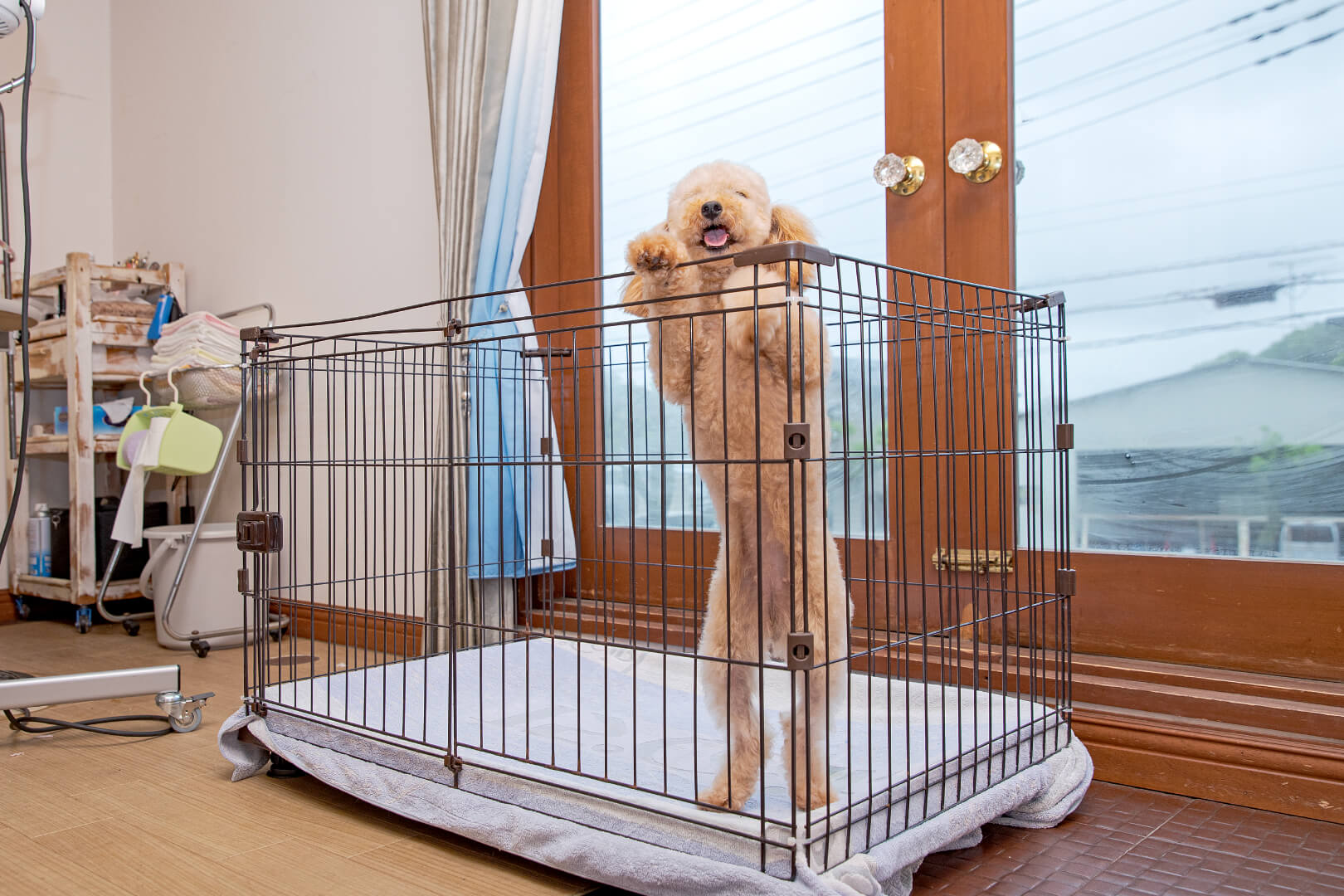 土浦市木田余のトリミングサロン「prima dog by giorich」