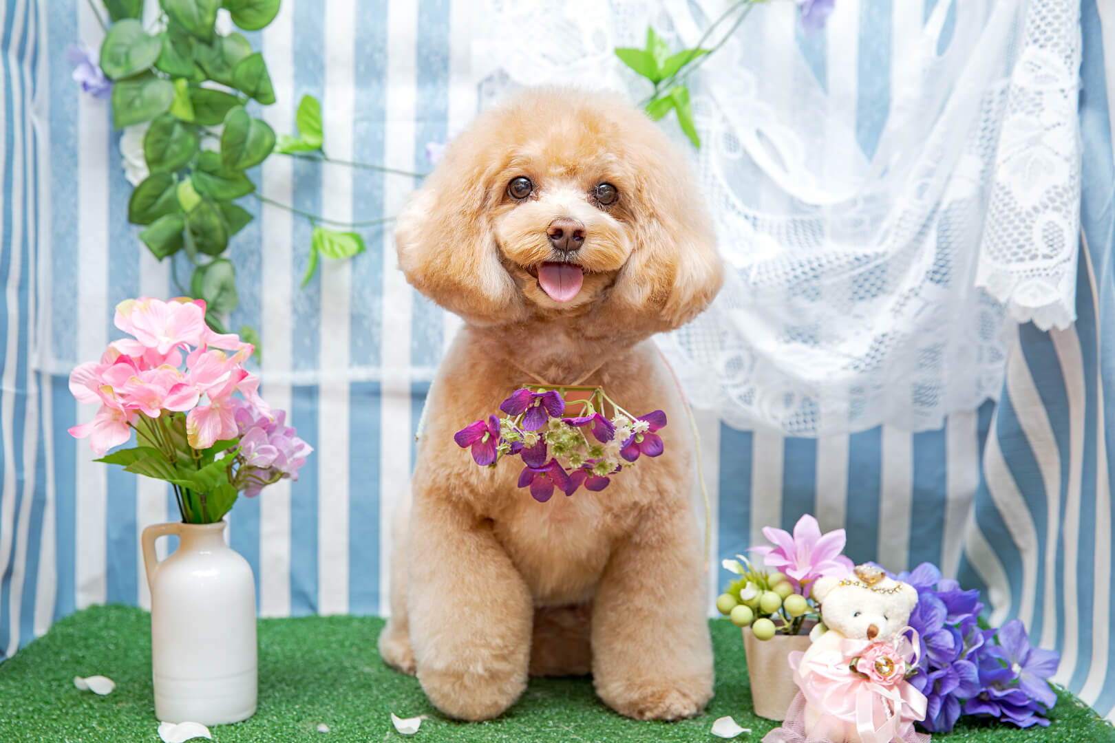 土浦市木田余のトリミングサロン「prima dog by giorich」