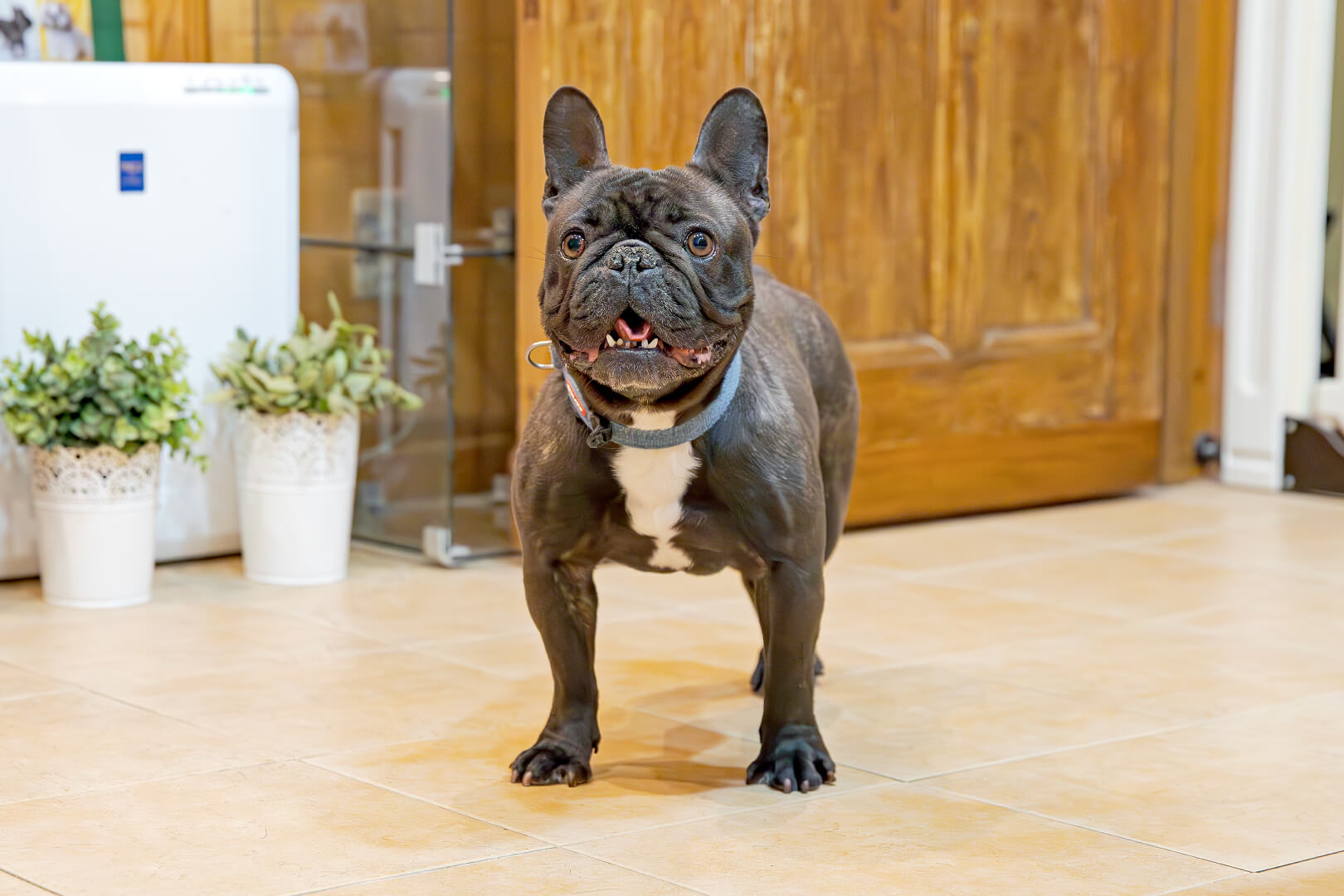 土浦市木田余のトリミングサロン「prima dog by giorich」