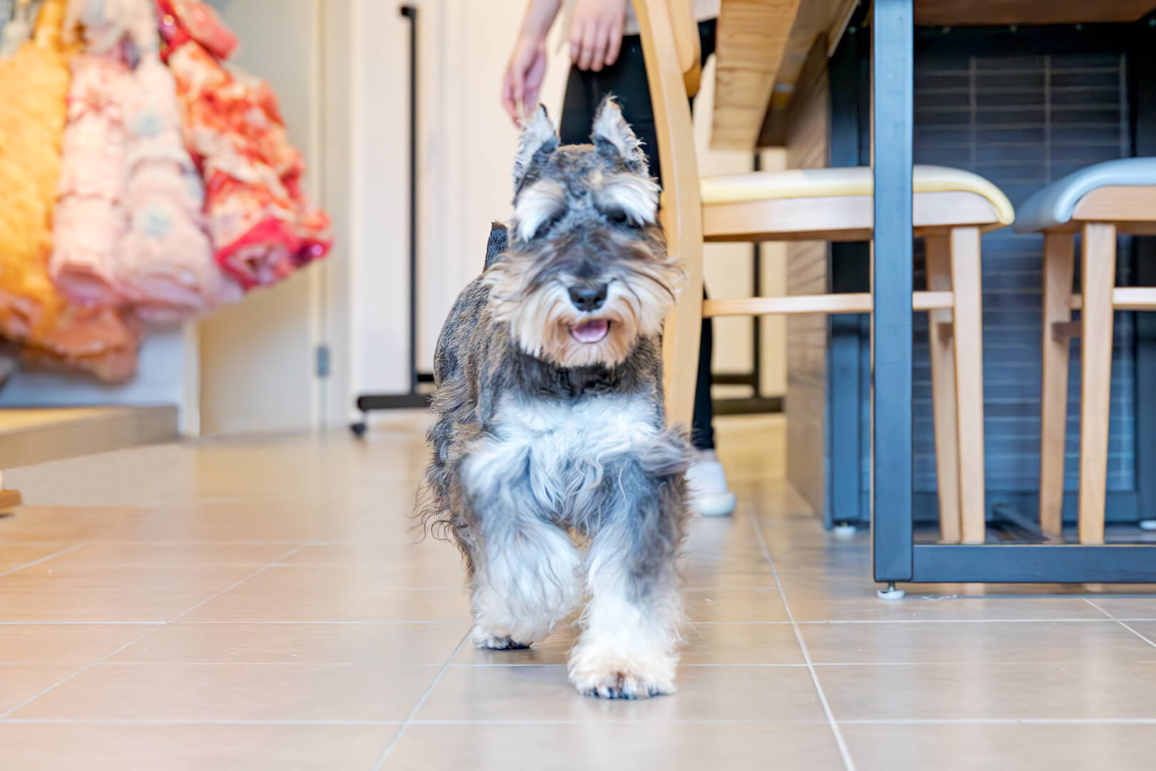 土浦市木田余のトリミングサロン「prima dog by giorich」