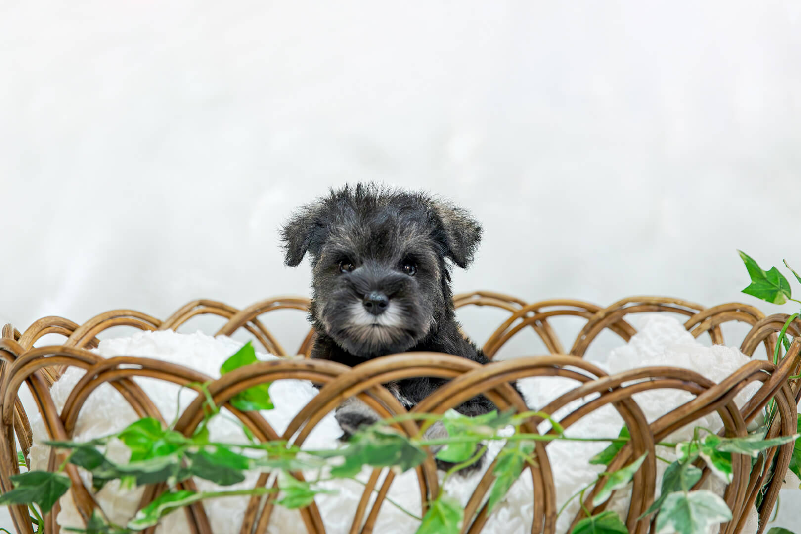 土浦市木田余のトリミングサロン「prima dog by giorich」