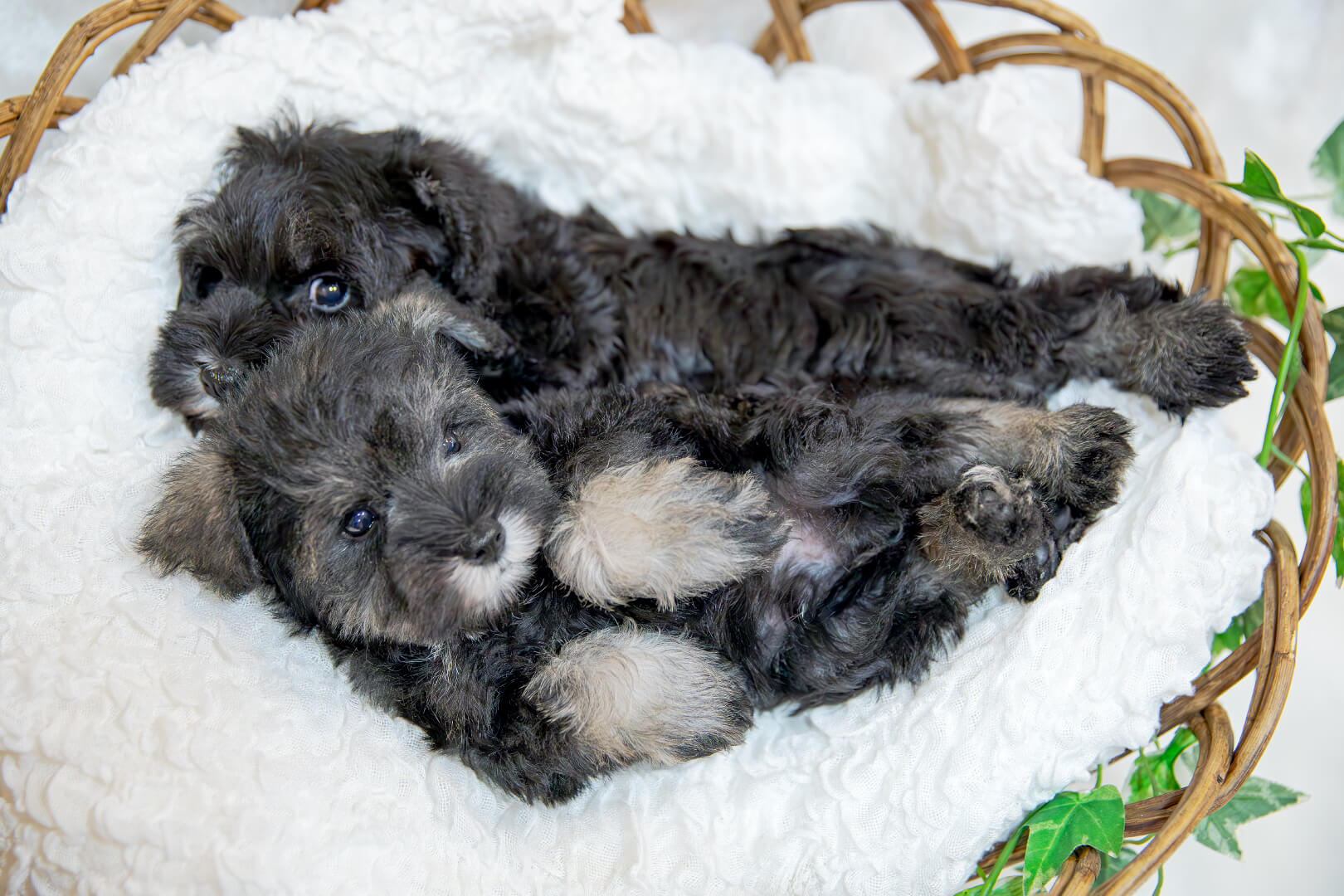 土浦市木田余のトリミングサロン「prima dog by giorich」