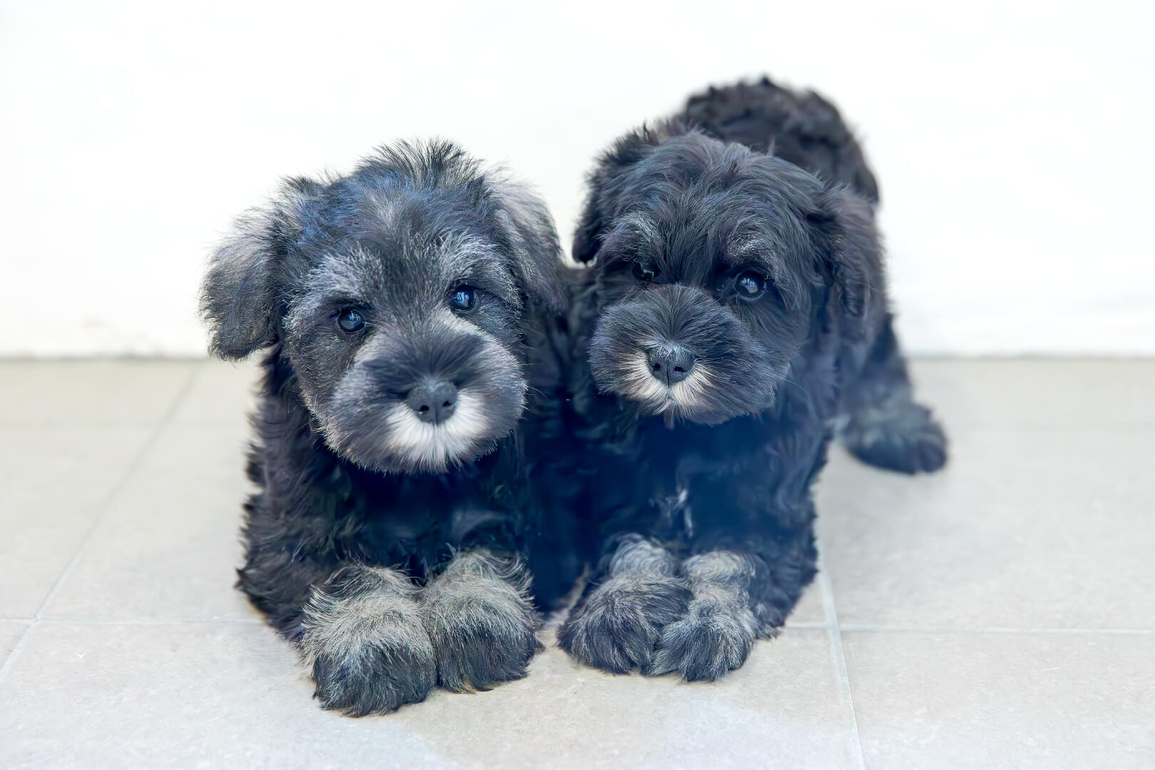 土浦市木田余のトリミングサロン「prima dog by giorich」