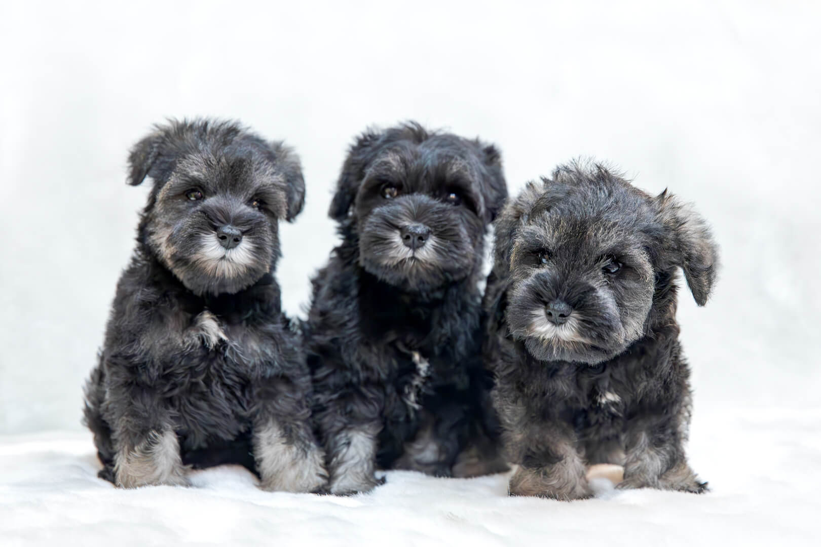 土浦市木田余のトリミングサロン「prima dog by giorich」