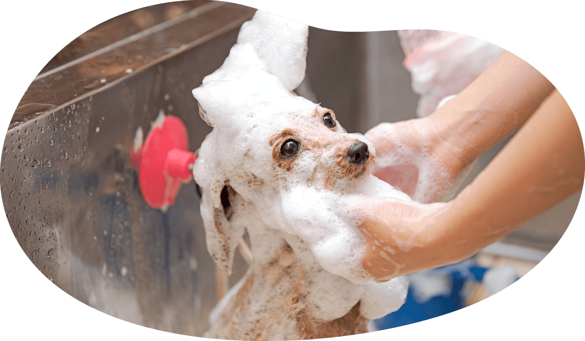 土浦市木田余のトリミングサロン「prima dog by giorich」