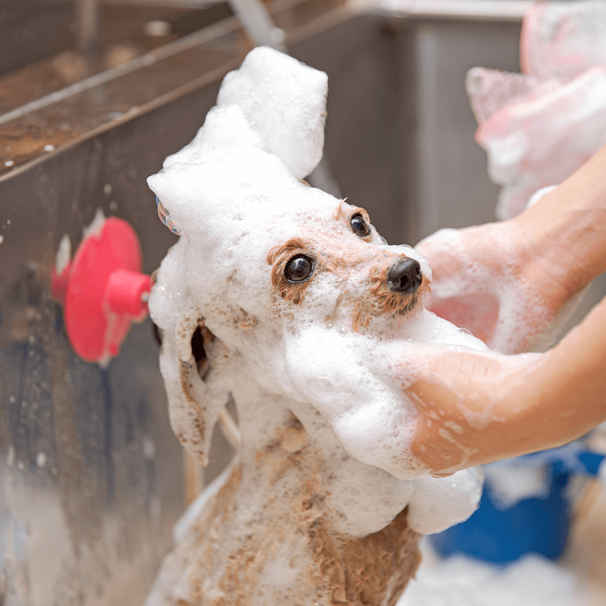 土浦市木田余のトリミングサロン「prima dog by giorich」