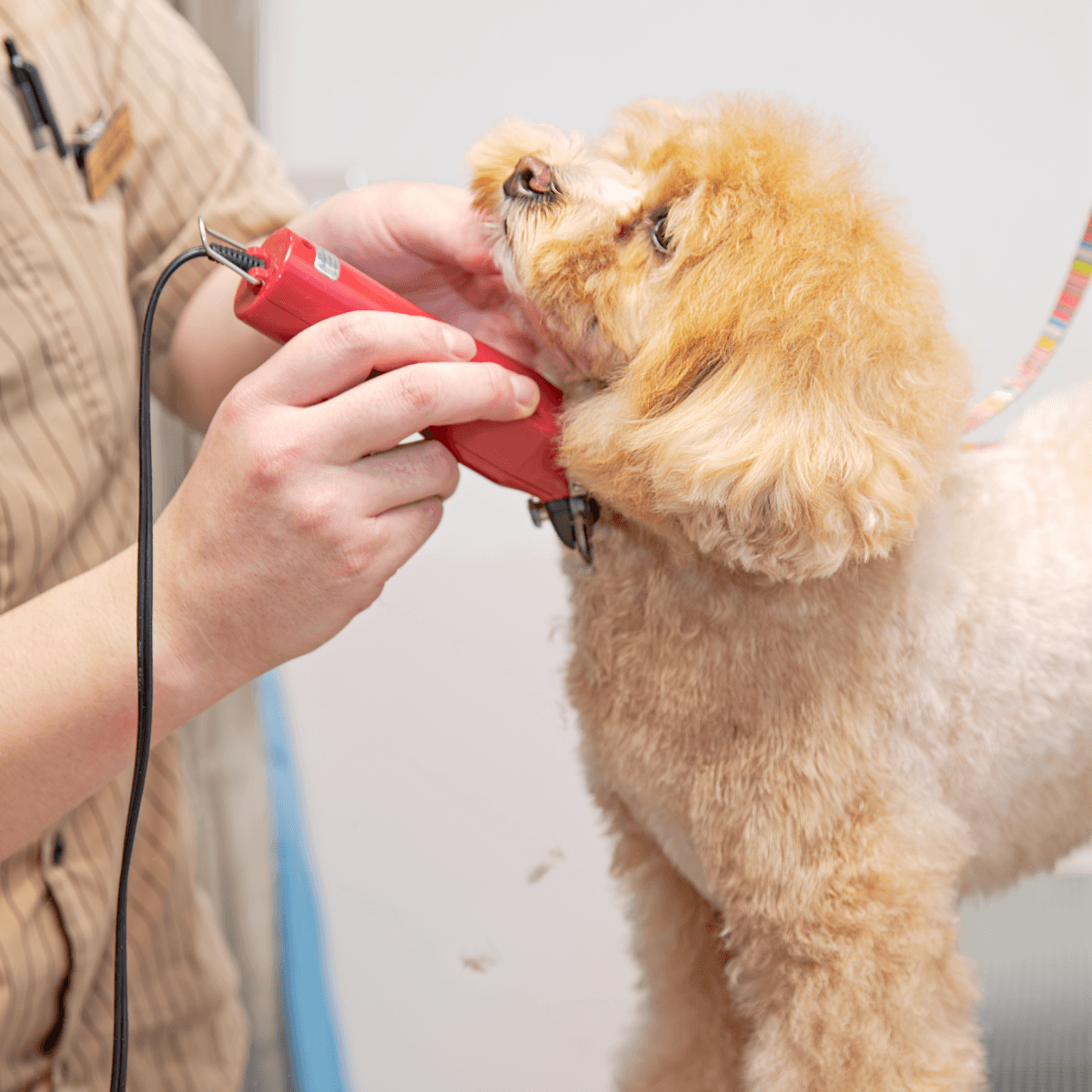 土浦市木田余のトリミングサロン「prima dog by giorich」