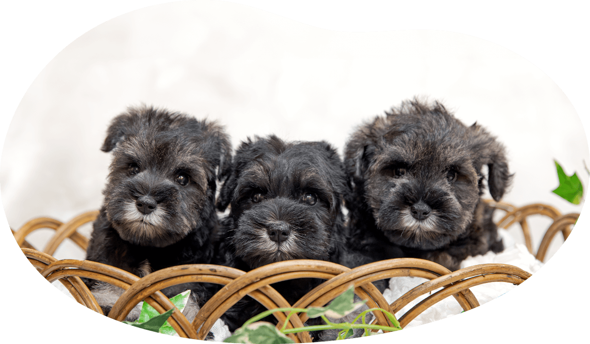 土浦市木田余のトリミングサロン「prima dog by giorich」