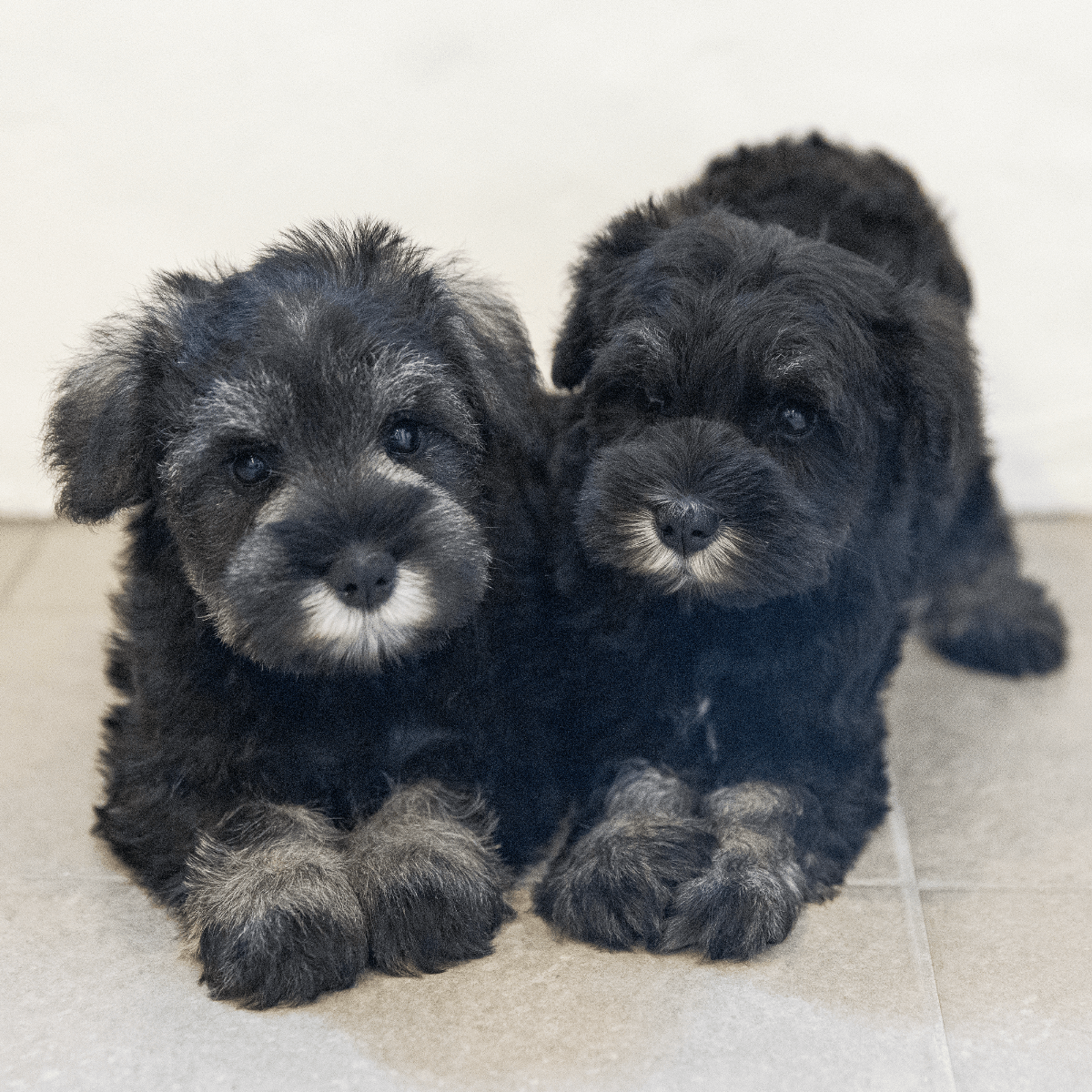 土浦市木田余のトリミングサロン「prima dog by giorich」